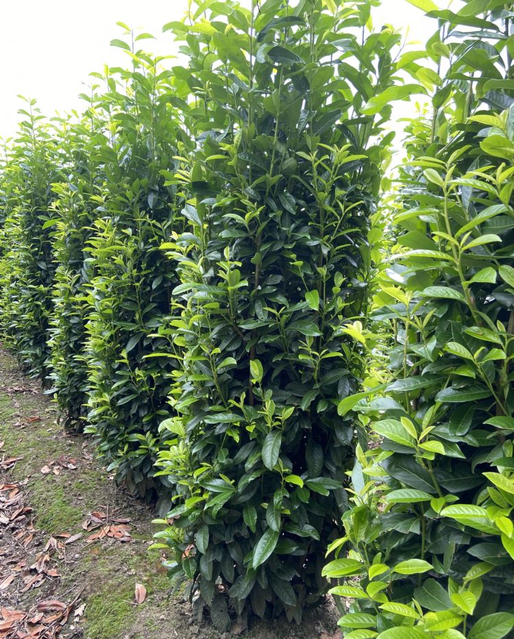 Van Kempen: 'Dit gewas is bemest met Osmocote Preplant. Het is prachtig gezond en heeft een mooie kleur.' Van Kempen: 'Dit gewas is bemest met Osmocote Preplant. Het is prachtig gezond en heeft een mooie kleur.'