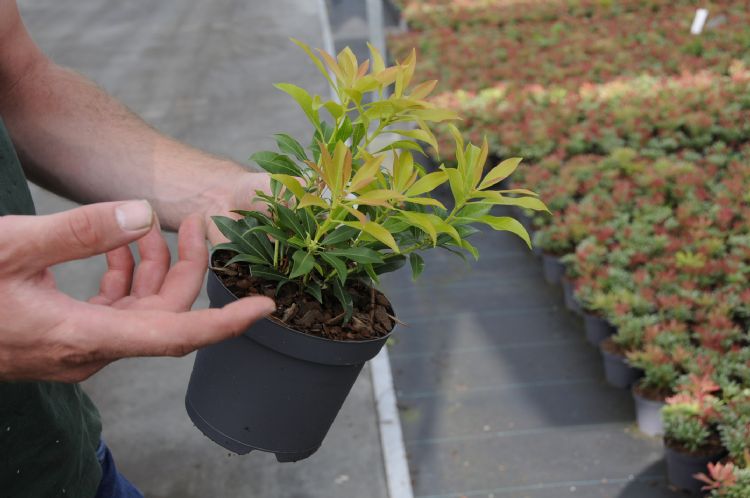 Een pot met drie stekken van <i>Pieris</i> Een pot met drie stekken van <i>Pieris</i>