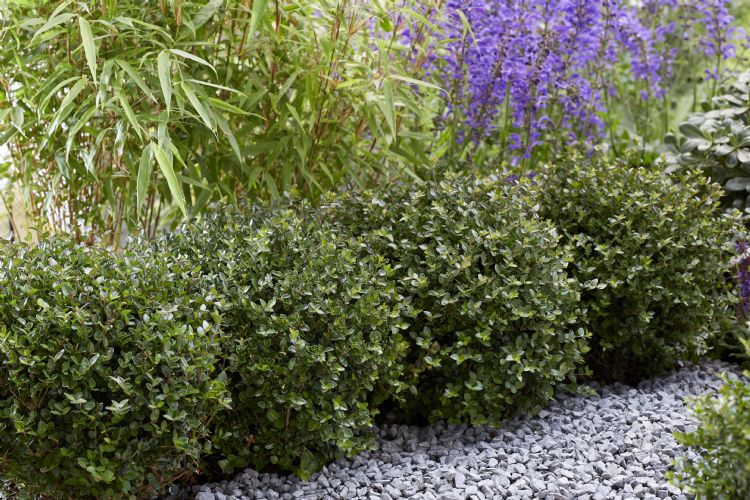 'Copper Glow' is groen met koper-oranje nieuwe uitlopers. Foto: Plantipp 'Copper Glow' is groen met koper-oranje nieuwe uitlopers. Foto: Plantipp