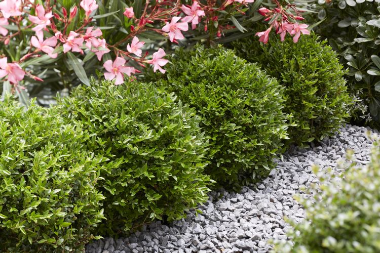 'Green Breeze' heeft opvallende, frisgroene bladeren. Foto: Plantipp 'Green Breeze' heeft opvallende, frisgroene bladeren. Foto: Plantipp