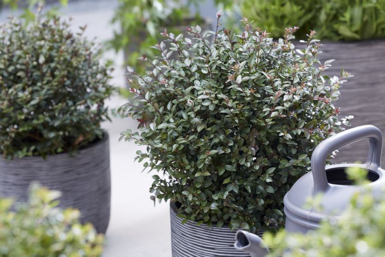 'Purple Storm' heeft donkergroen blad met paars jong schot. Foto: Plantipp 'Purple Storm' heeft donkergroen blad met paars jong schot. Foto: Plantipp