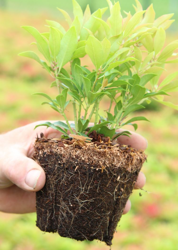 In de kleinere potmaten luisteren de kwaliteit en eigenschappen van het substraat extra nauw In de kleinere potmaten luisteren de kwaliteit en eigenschappen van het substraat extra nauw