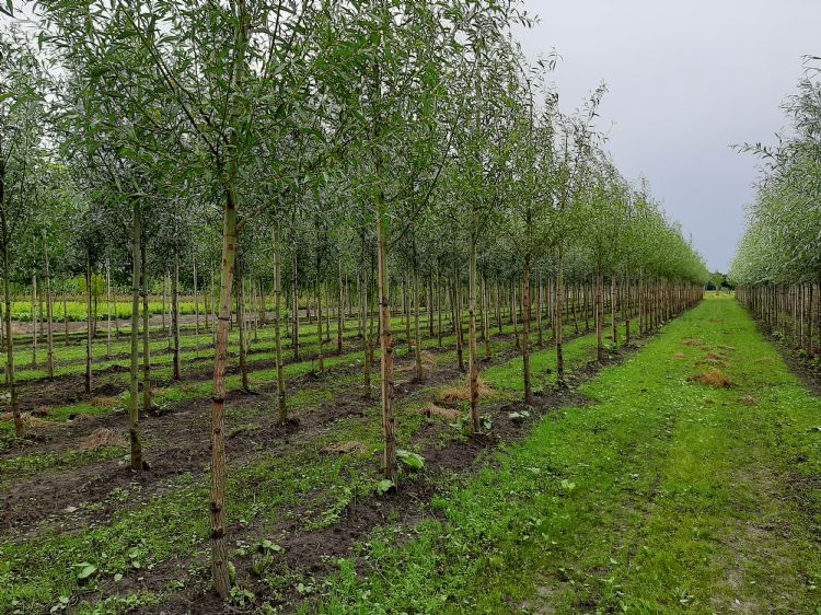 Skal-perceel bij Boomkwekerij M. van den Oever Skal-perceel bij Boomkwekerij M. van den Oever