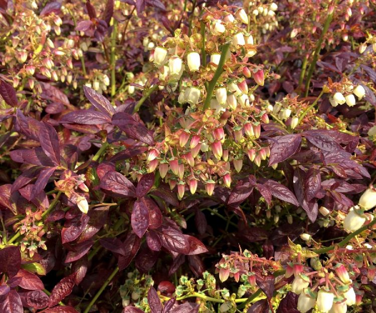 Vaccinium corymbosum 'Cabernet Splash' Vaccinium corymbosum 'Cabernet Splash'