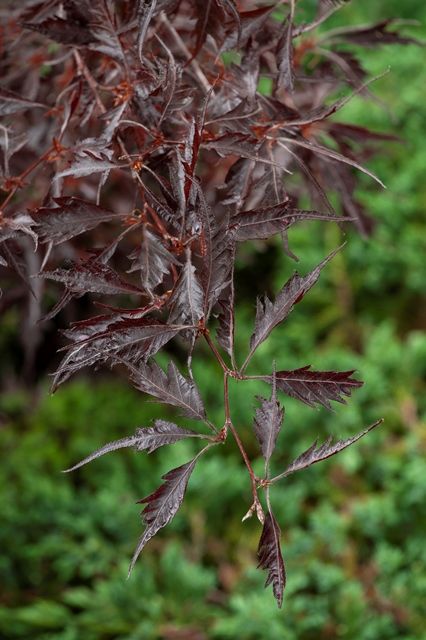 Fagus sylvatica 'Midnight Feather' Fagus sylvatica 'Midnight Feather'
