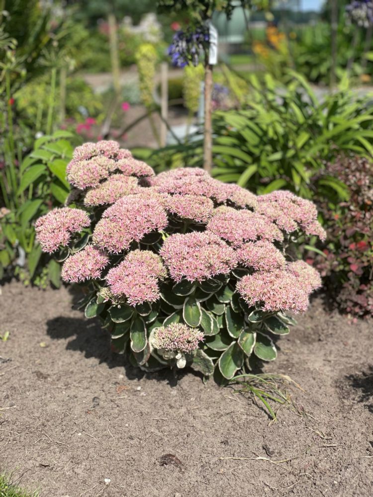 <i>Sedum</i> 'Pina Colada' <i>Sedum</i> 'Pina Colada'