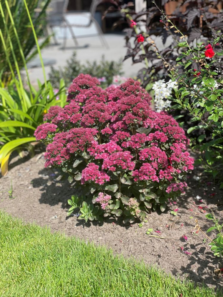 <i>Sedum</i> 'Bloody Mary' <i>Sedum</i> 'Bloody Mary'