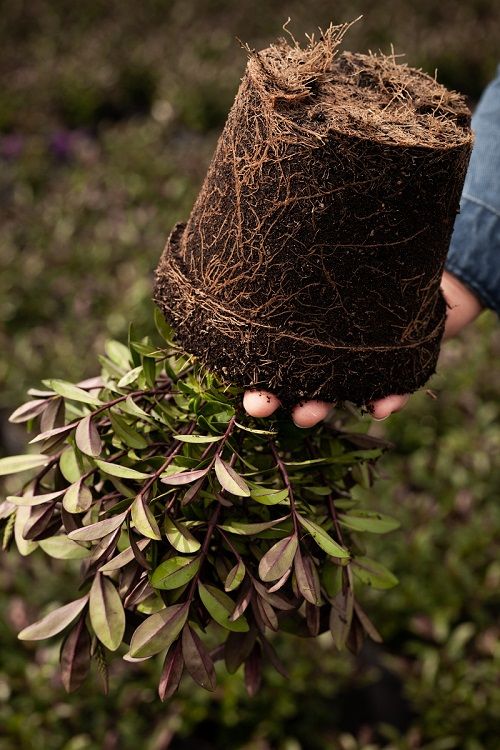De wortelkluit heeft zich goed ontwikkeld De wortelkluit heeft zich goed ontwikkeld
