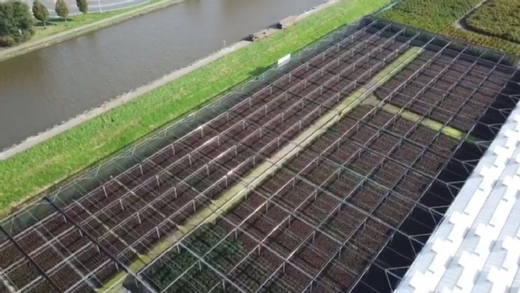 Boomkwekerij Dennis van Eijk is sinds januari 2021 van Exact Hi End op Osmocote 5 overgestapt. Boomkwekerij Dennis van Eijk is sinds januari 2021 van Exact Hi End op Osmocote 5 overgestapt.