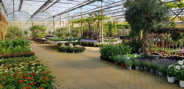 Knuiman Tuinplanten Knuiman Tuinplanten