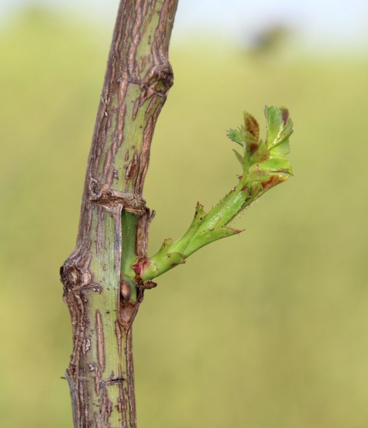 De teelt van stammentrekkers en stamrozen vergt veel specialistische arbeid, onder andere voor het oculeren. Dit remt de schaalvergroting. De teelt van stammentrekkers en stamrozen vergt veel specialistische arbeid, onder andere voor het oculeren. Dit remt de schaalvergroting.