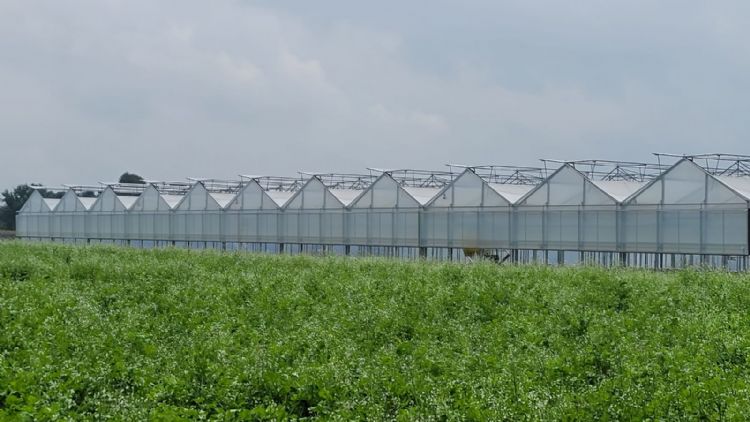 De kas met dubbele folie van Kwekerij Van Lankveld De kas met dubbele folie van Kwekerij Van Lankveld