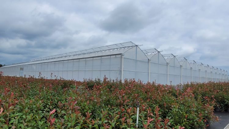 De foliekas met schermen bij Van Oploo Tuinplanten De foliekas met schermen bij Van Oploo Tuinplanten