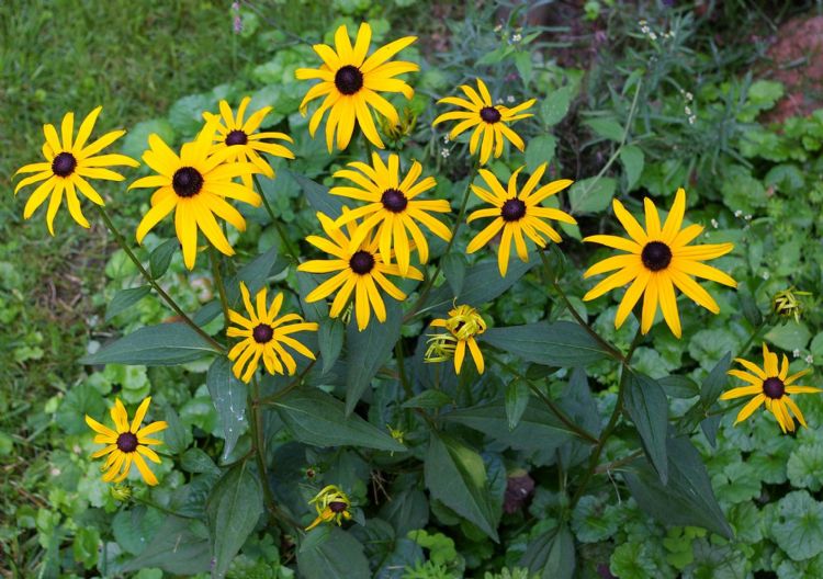 Rudbeckia fulgida ‘Blovi’ VIETTE’S LITTLE SUZY- Christian Fischer, CC BY-SA 3.0 httpscreativecommons.orglicensesby-sa3.0, via Wikimedia Commons .jpg Rudbeckia fulgida ‘Blovi’ VIETTE’S LITTLE SUZY- Christian Fischer, CC BY-SA 3.0 httpscreativecommons.orglicensesby-sa3.0, via Wikimedia Commons .jpg