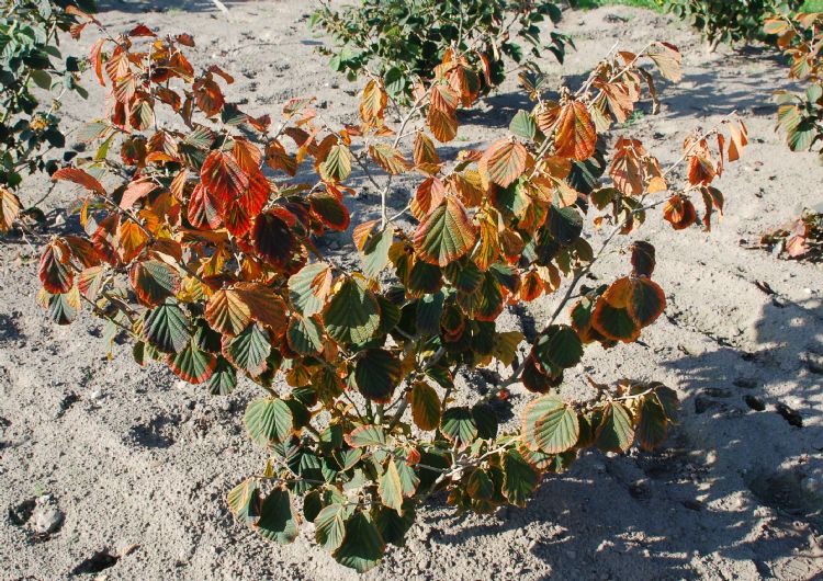<i>Hamamelis x intermedia</i> 'Diane' <i>Hamamelis x intermedia</i> 'Diane'