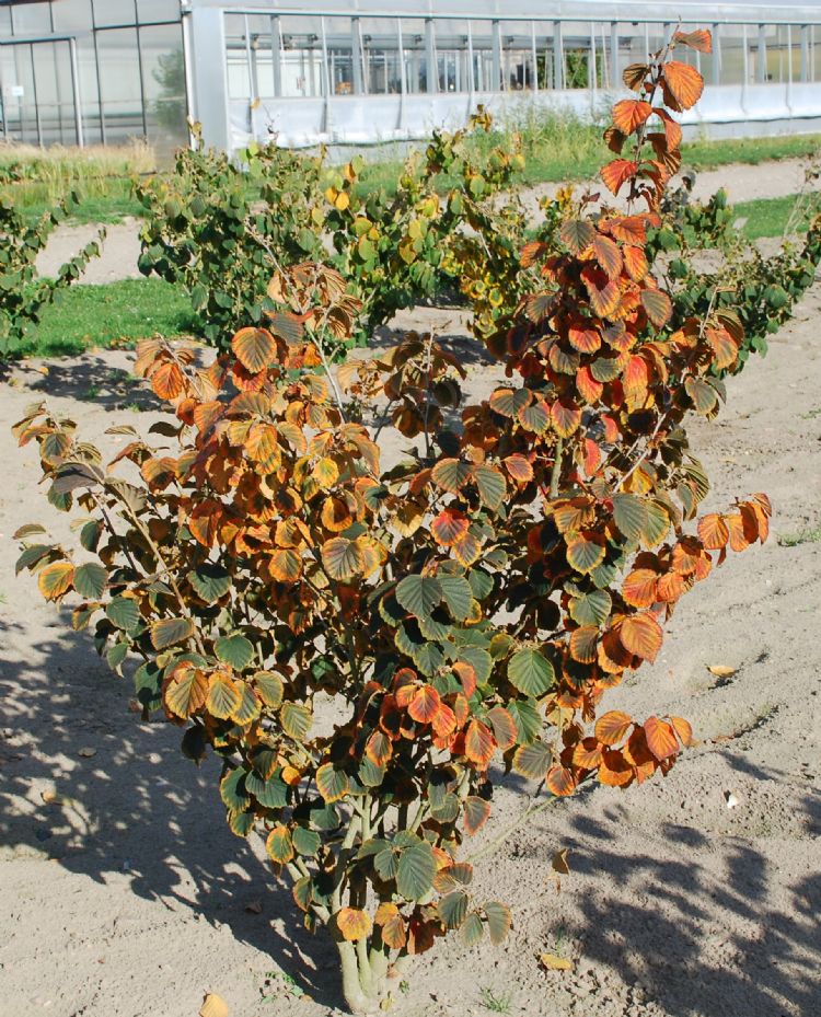 'Ruby Glow' 'Ruby Glow'