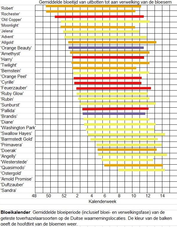 Bloeiperiode Hamamelis Bloeiperiode Hamamelis