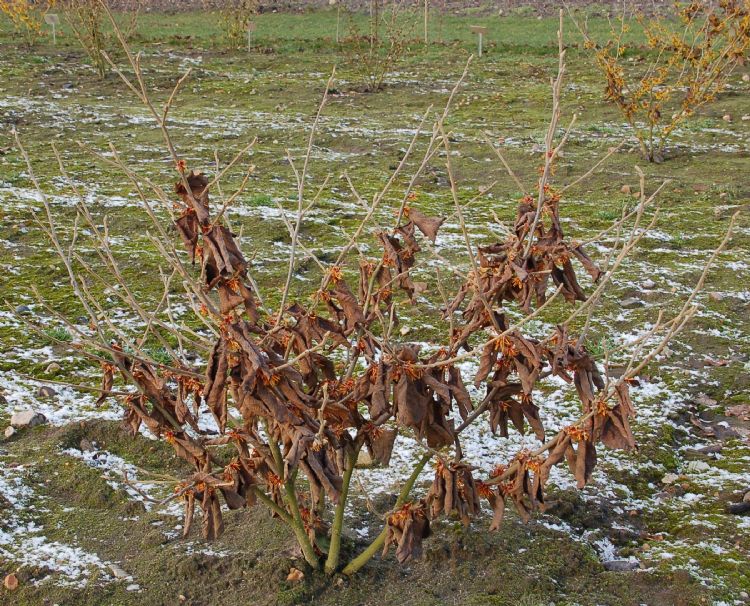 'Rochester' 'Rochester'