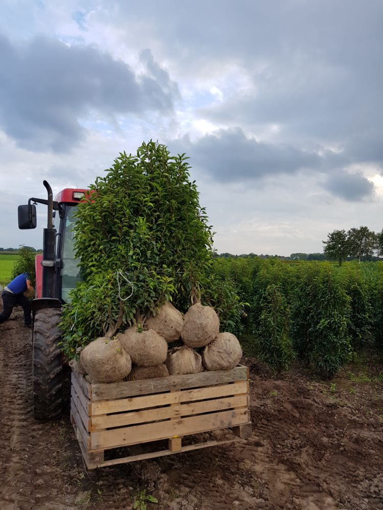 Laxsjon Plants Laxsjon Plants