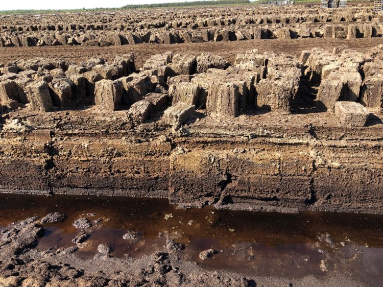 Turfbroodjes liggen klaar voor verdere verwerking. Turfbroodjes liggen klaar voor verdere verwerking.