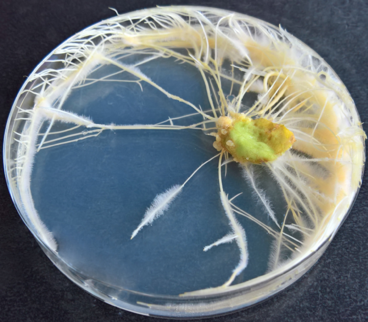 Plantenweefsel in vitro samengebracht met <i>Rhizobium rhizogenes</i>. Het weefsel vormt onder invloed van het T-DNA (afkomstig van de bacteriën) de zogenaamde <i>hairy roots</i>. Plantenweefsel in vitro samengebracht met <i>Rhizobium rhizogenes</i>. Het weefsel vormt onder invloed van het T-DNA (afkomstig van de bacteriën) de zogenaamde <i>hairy roots</i>.