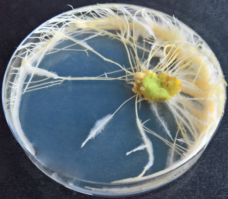 Plantenweefsel in vitro samengebracht met <i>Rhizobium rhizogenes</i>. Het weefsel vormt onder invloed van het T-DNA (afkomstig van de bacteriën) de zogenaamde <i>hairy roots</i>.