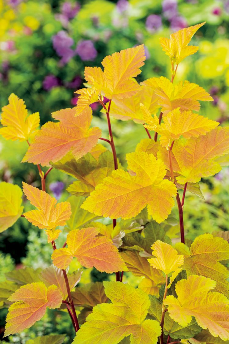 Physocarpus 'Magic Ball' in een van de opvallende kleuren Physocarpus 'Magic Ball' in een van de opvallende kleuren