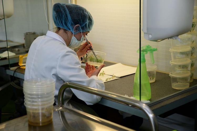 Steriel werken is een vereiste. Steriel werken is een vereiste.