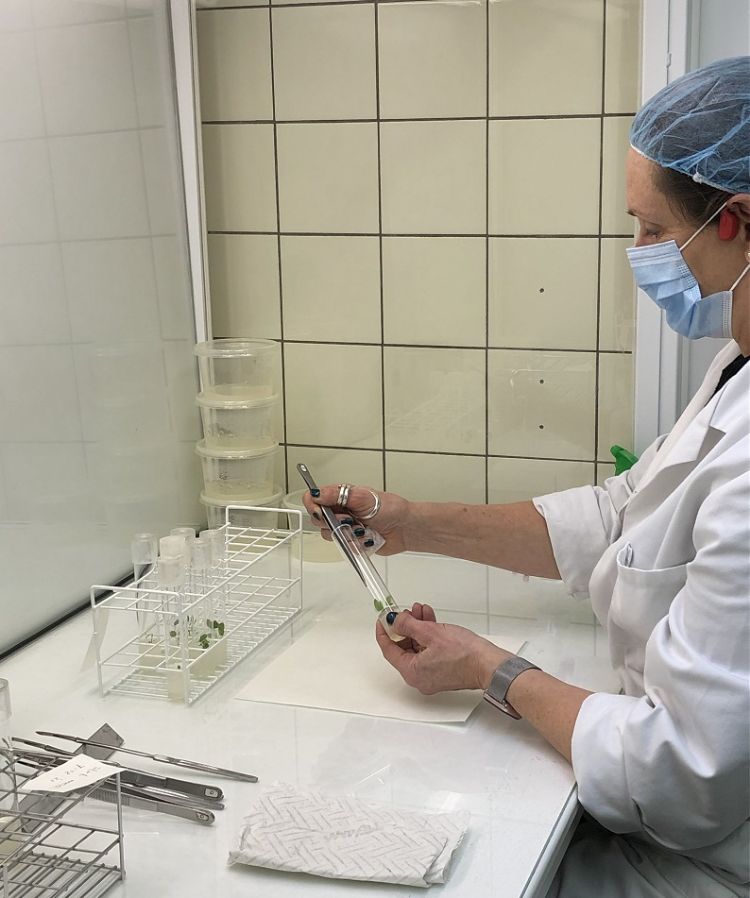 In het Portugese lab maken vier medewerksters dit jaar zo'n 300.000 weefselkweekplantjes. In het Portugese lab maken vier medewerksters dit jaar zo'n 300.000 weefselkweekplantjes.