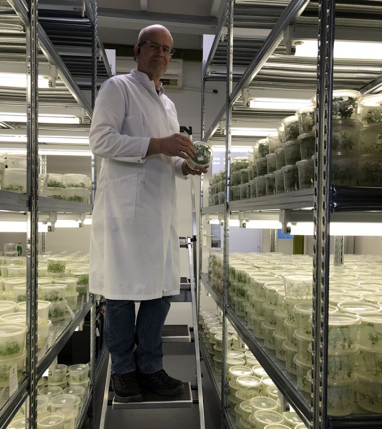 André Boereboom: 'Als je snel grote, homogene partijen van een nieuw ras beschikbaar wilt krijgen, is weefselkweek de efficiëntste weg.' André Boereboom: 'Als je snel grote, homogene partijen van een nieuw ras beschikbaar wilt krijgen, is weefselkweek de efficiëntste weg.'