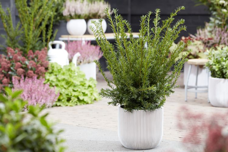 <i>Taxus baccata</i> 'Best Globe' <i>Taxus baccata</i> 'Best Globe'