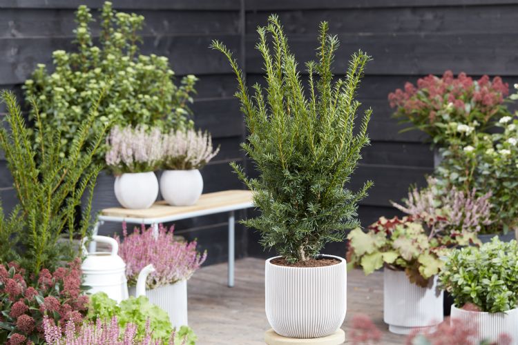 <i>Taxus baccata</i> 'Best Hedge' <i>Taxus baccata</i> 'Best Hedge'