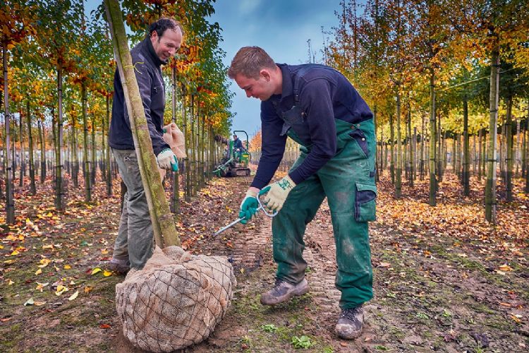 Het werk op het land vordert. Het werk op het land vordert.