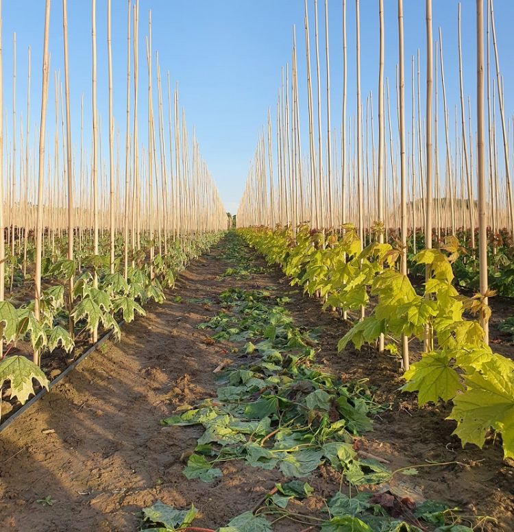 Aanplant met druppelslang Aanplant met druppelslang