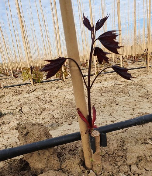 Jonge aanplant met druppelslang Jonge aanplant met druppelslang