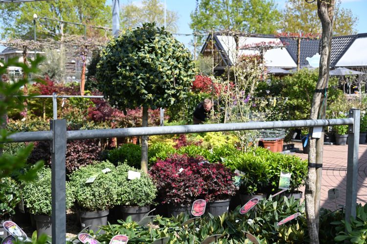 Plantgroepen met diverse labels in de buitenkas Plantgroepen met diverse labels in de buitenkas