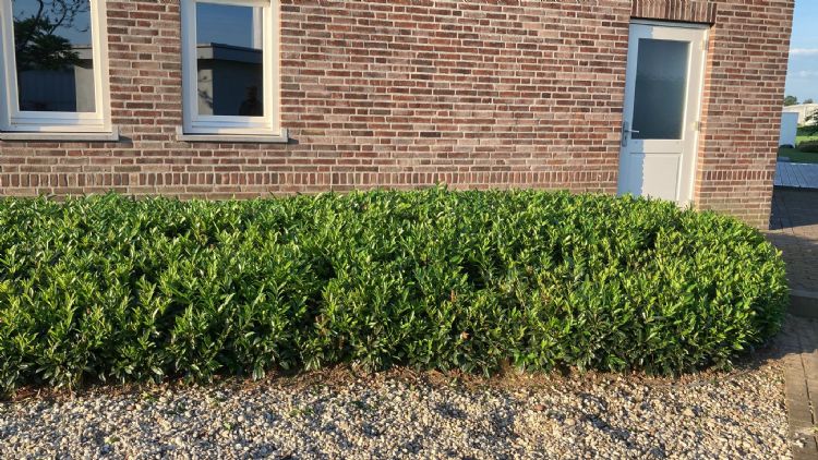 Prunus laurocerasus Otto Supreme als haag Prunus laurocerasus Otto Supreme als haag