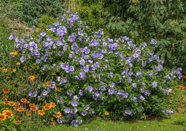 <i>Hibiscus syriacus</i> 'Blue Chiffon' ('Notwood3') <i>Hibiscus syriacus</i> 'Blue Chiffon' ('Notwood3')