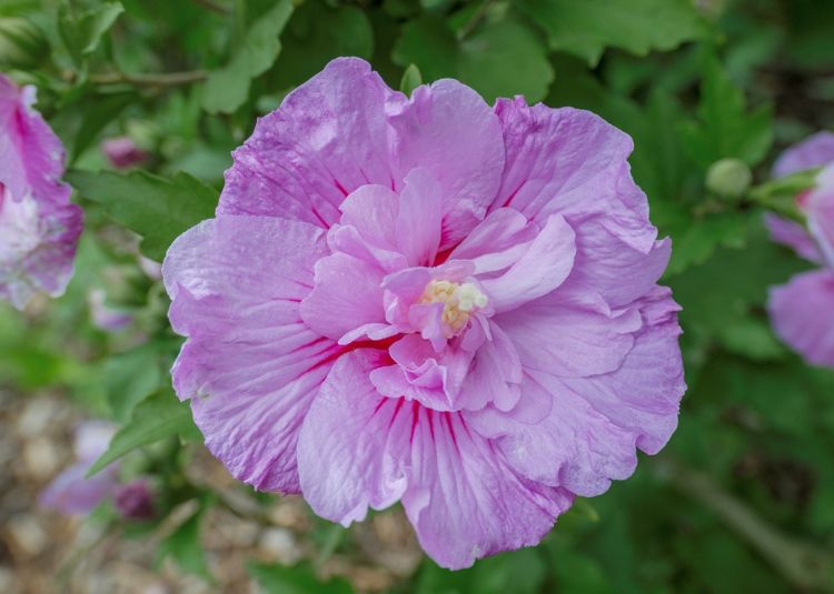 <i>Hibiscus syriacus</i> 'Lavender Chiffon' ('Notwoodone') <i>Hibiscus syriacus</i> 'Lavender Chiffon' ('Notwoodone')