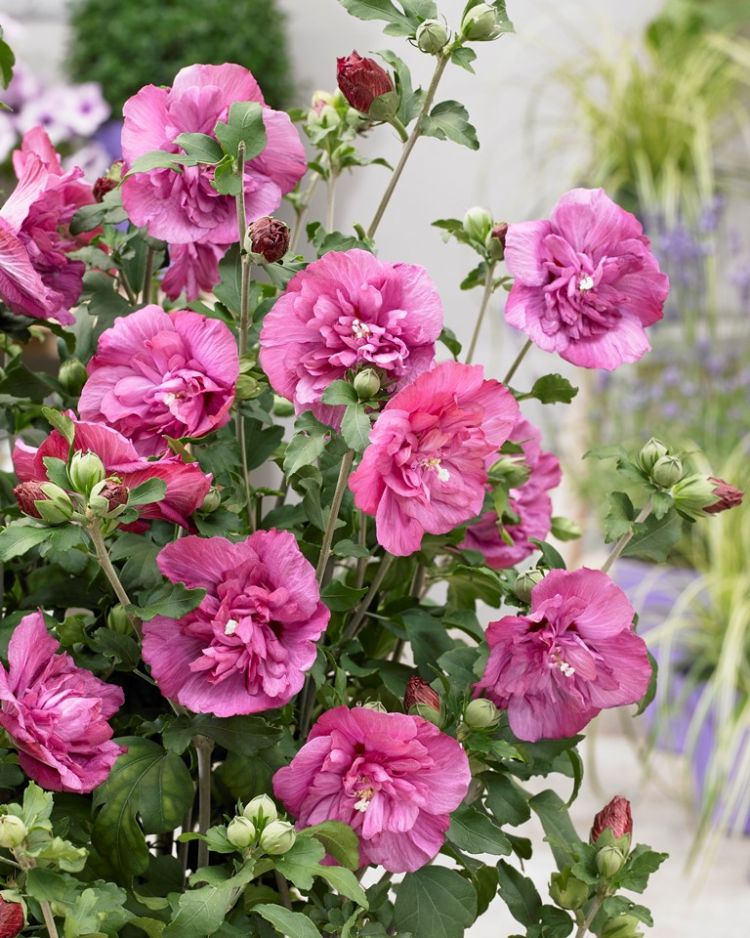 <i>Hibiscus syriacus</i> 'Magenta Chiffon' ('Rwoods5') <i>Hibiscus syriacus</i> 'Magenta Chiffon' ('Rwoods5')
