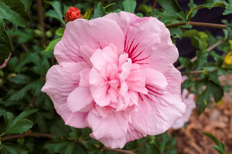 <i>Hibiscus syriacus</i> 'Pink Chiffon' ('Jwnwood4') <i>Hibiscus syriacus</i> 'Pink Chiffon' ('Jwnwood4')