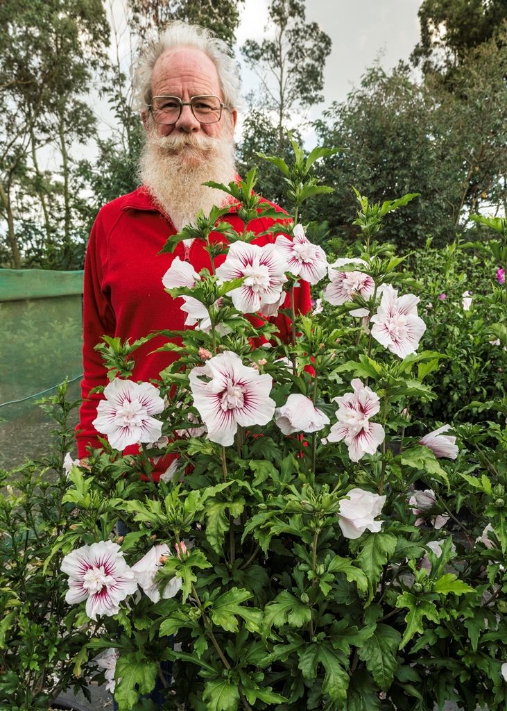 <i>Hibiscus syriacus</i> 'Starburst Chiffon' ('Rwoods6') en 'Roderick Woods' <i>Hibiscus syriacus</i> 'Starburst Chiffon' ('Rwoods6') en 'Roderick Woods'