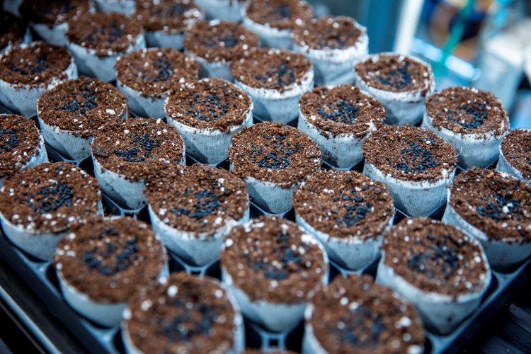 Pluggen van biologisch papier Pluggen van biologisch papier