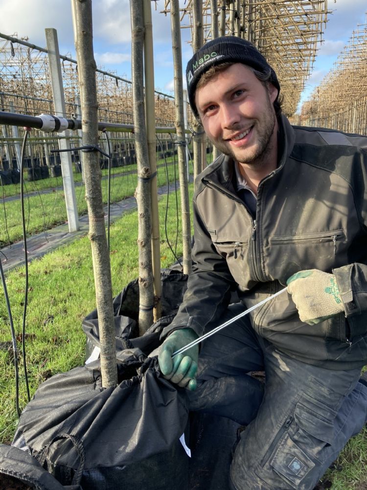 Niels Mauritz van Mabo Boomkwekerij Niels Mauritz van Mabo Boomkwekerij