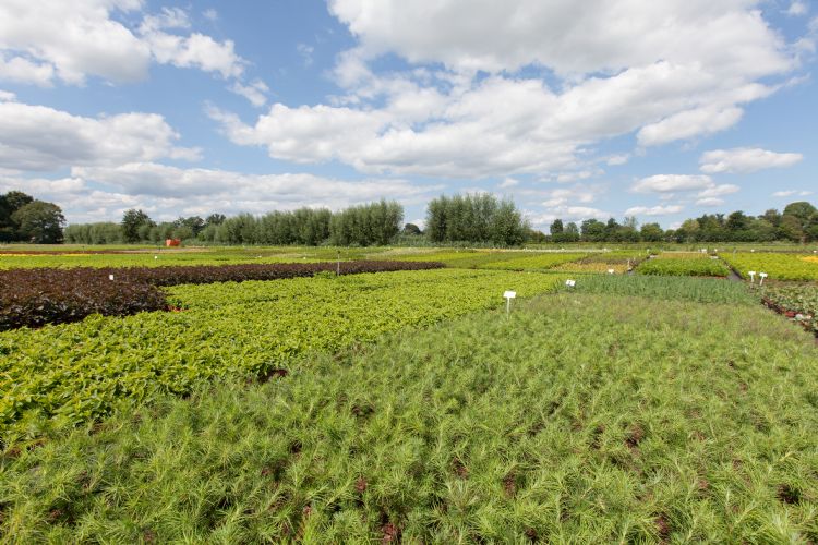 Hoogenraads Handelskwekerijen in Ederveen Hoogenraads Handelskwekerijen in Ederveen