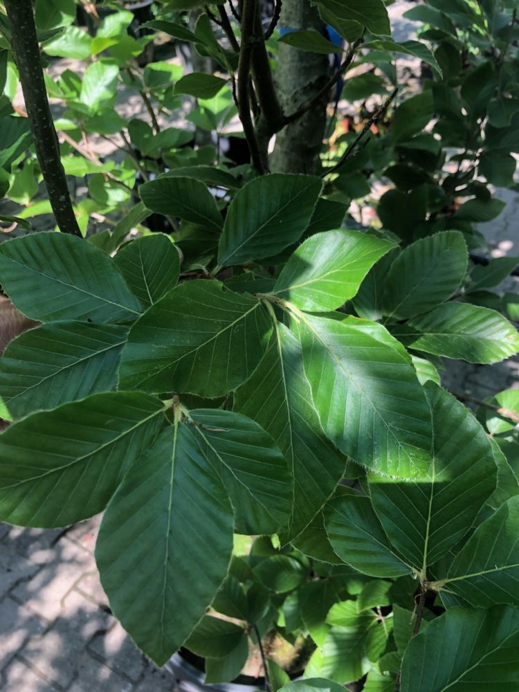 Glanzende, donkergroene bladeren dankzij biostimulanten Glanzende, donkergroene bladeren dankzij biostimulanten