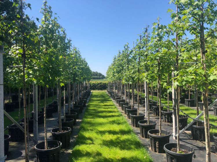 Ondanks het warme weer staan de behandelde planten er fris bij Ondanks het warme weer staan de behandelde planten er fris bij