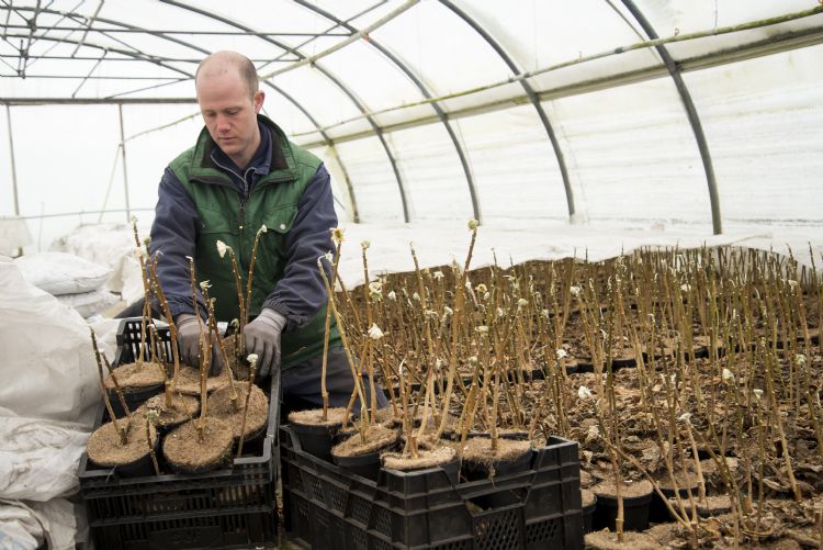Erwin Maaijen staat bekend om zijn bijzondere teelt Erwin Maaijen staat bekend om zijn bijzondere teelt