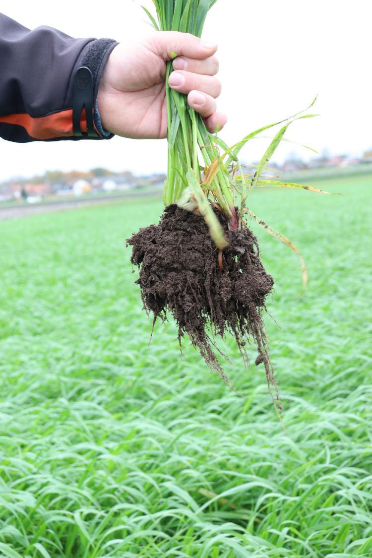 Japanse haver Japanse haver