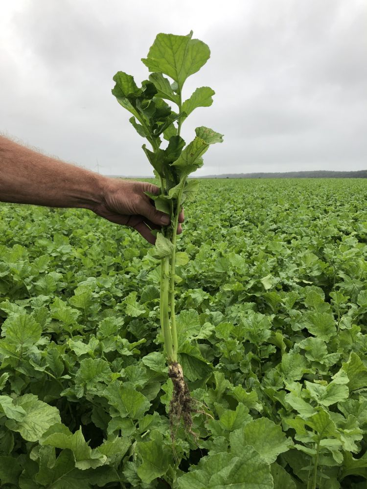 Bladrammenas Bladrammenas